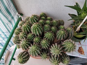 grande pianta Echinopsis che fa fiori a tubero ros