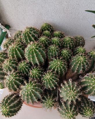 grande pianta Echinopsis che fa fiori a tubero ros