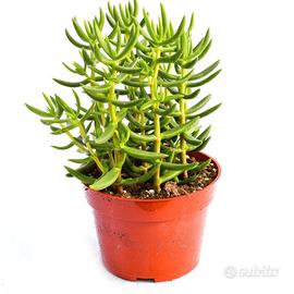 piante di Crassula tetragona vaso cactus grasse