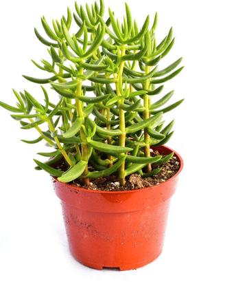 piante di Crassula tetragona vaso cactus grasse