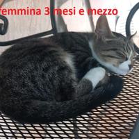 Gattini razza europea età 3 e 4 mesi circa