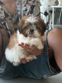 Shih Tzu
