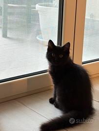 Gattino nero in adozione