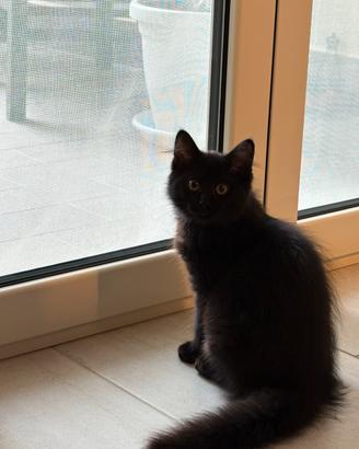 Gattino nero in adozione