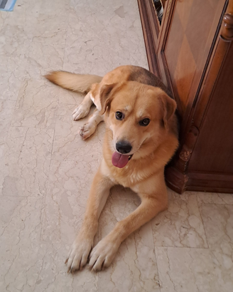 Cane buono