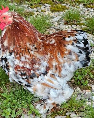 Gallo cocincina nana
