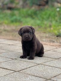 LABRADOR CHOCOLATE - ultimo cucciolo disponibile