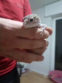 Geco leopardino