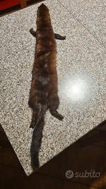 collo in pelliccia di ermellino 
