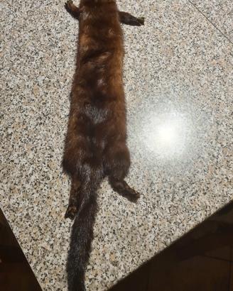 collo in pelliccia di ermellino 