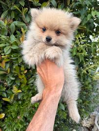 Cucciola di Volpino di Pomerania (femmina)