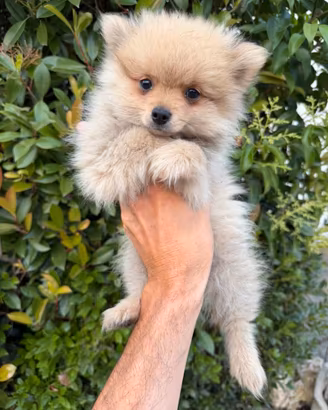 Cucciola di Volpino di Pomerania (femmina)