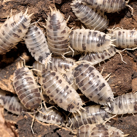 Isopodi dairy cow porcellio