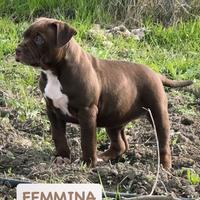 Cuccioli PITBULL UKC