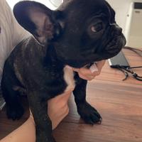 Bulldog Francesi