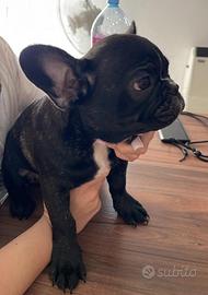 Bulldog Francesi