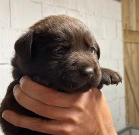 Cuccioli Labrador