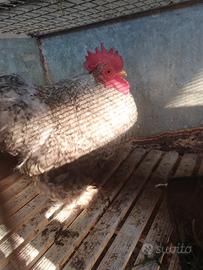 Gallo concicina