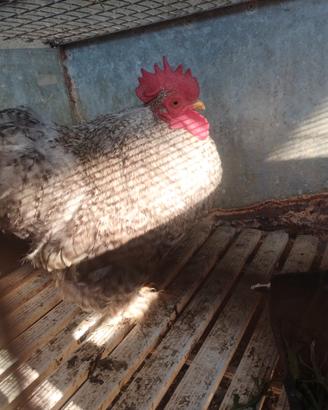 Gallo concicina