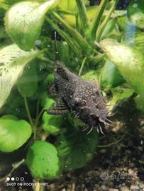 Ancistrus maschi