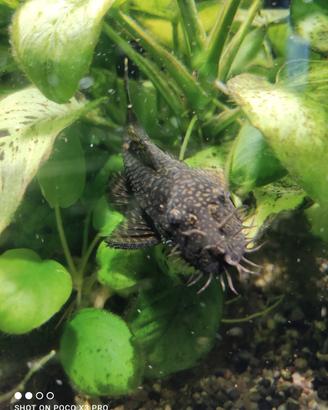 Ancistrus maschi
