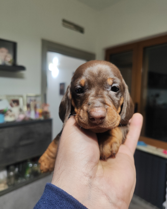 Bassotto cioccolate