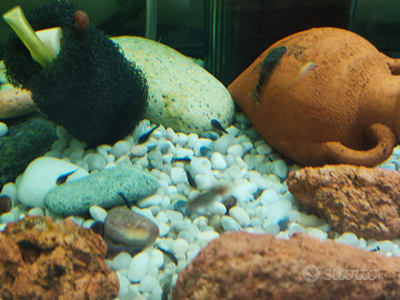 Pesci Ancistrus pulitore acquario tropicale