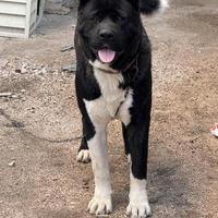 Cuccioli di Akita americano