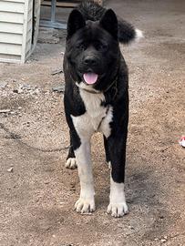 Cuccioli di Akita americano