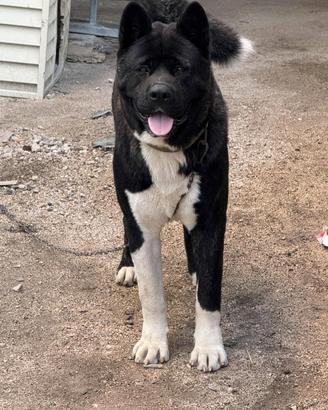 Cuccioli di Akita americano