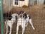Immagine 3
