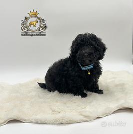 Stupendo maschietto Barboncini Black