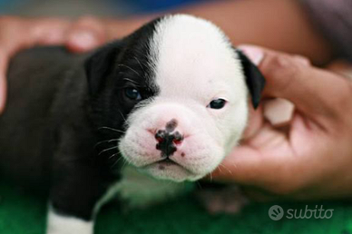 American bully pocket