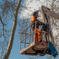 Taglio abbattimento potature alberi
