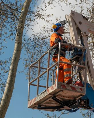 Taglio abbattimento potature alberi