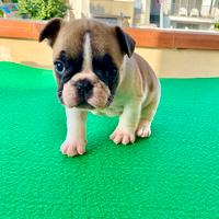 Bouledogue Francese