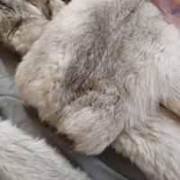 pelliccia volpe bianca 