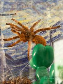 Tarantola murinus Pack