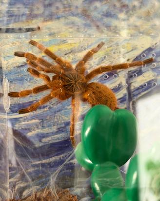 Tarantola murinus Pack