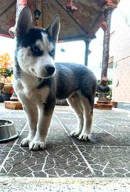 Cucciolo di Siberian Husky