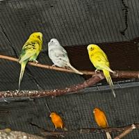 Cocorite, e Canarini