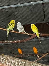 Cocorite, e Canarini