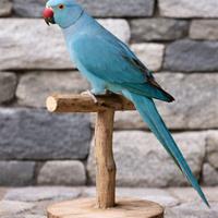 Parrocchetto dal collare