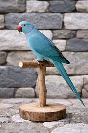 Parrocchetto dal collare