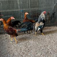 Galli e Galline Minohiki