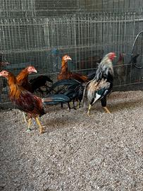 Galli e Galline Minohiki