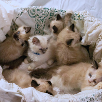 Cuccioli di Ragdoll PURI