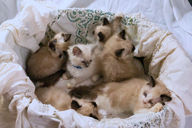 Cuccioli di Ragdoll PURI