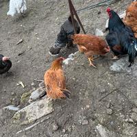 Galline grigie rosse combattenti