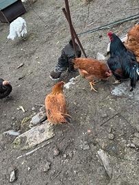 Galline grigie rosse combattenti